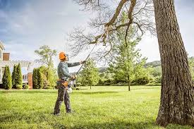 Why Choose Our Tree Removal Services in San Ramon, CA?